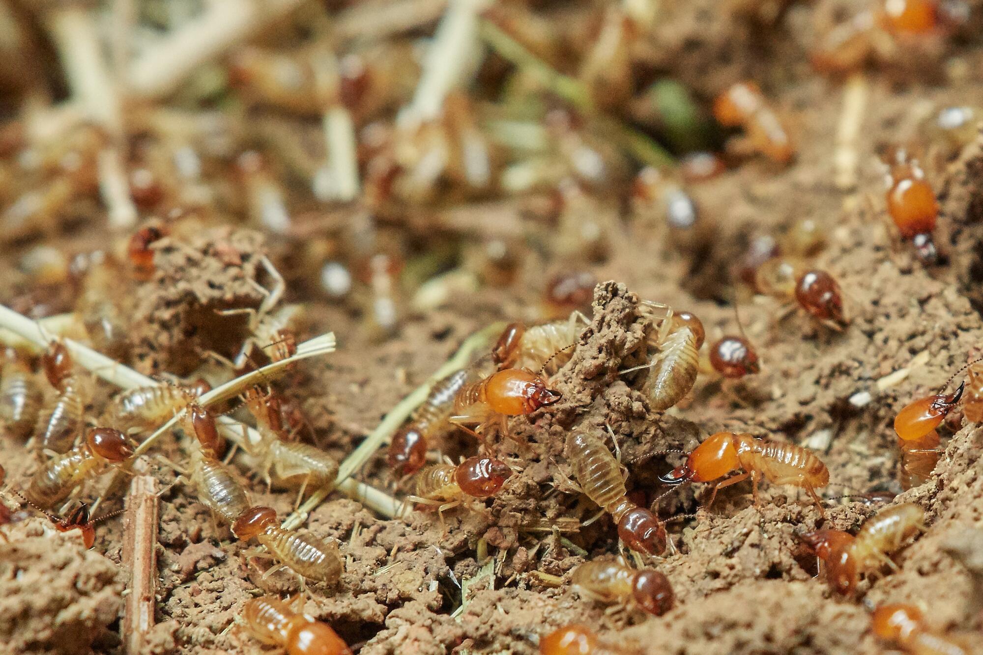 How Termites Behave When Invading Homes: Clues Every Owner Misses