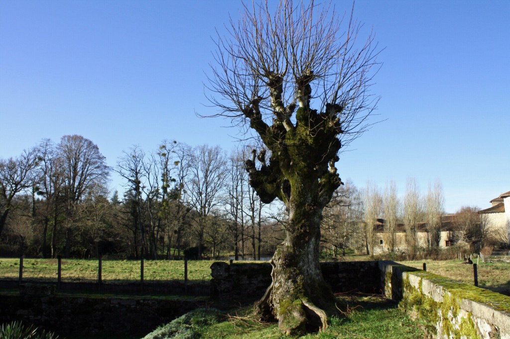 Tree Removal: When and Why It's Necessary for Your Property