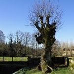 Tree Removal: When and Why It's Necessary for Your Property