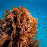 Best Times to Discover Coral Reefs, Shipwrecks, and Marine Life