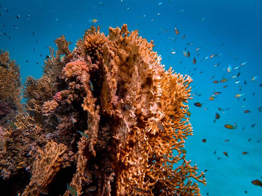 Best Times to Discover Coral Reefs, Shipwrecks, and Marine Life