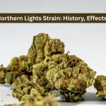 Northern Lights strain