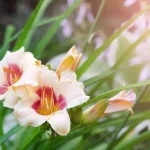 Pale-Blooming Daylilies