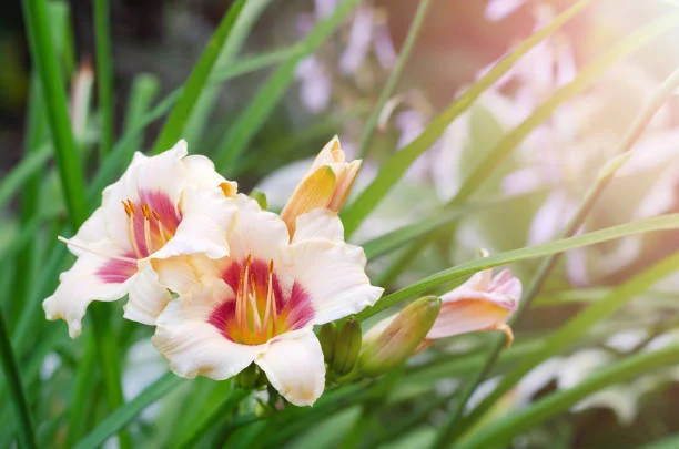 Pale-Blooming Daylilies