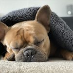 Guide to Buying French Bulldog Puppies for Sale Safely