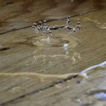 Water Damage Risks