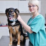 What to Expect from Mobile and Emergency Animal Care Services