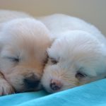 Bentonite Clay's Detox Power: A Natural Way to Support Pet Wellness