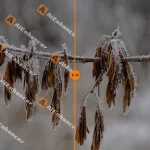 AIEnhancer Watermark Remover