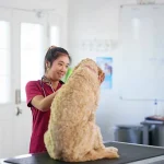 Best Veterinarian in Lexington KY