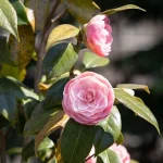 flowers don't have pollen