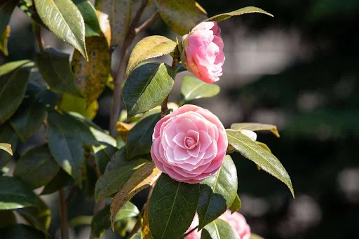 flowers don't have pollen