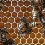 Budget-Friendly Options for Ongoing Insect Protection