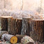 4 Ways Tree Removal Can Enhance Your Landscape Design