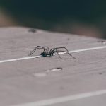 Stop Infestations Before They Hurt Your Business Reputation