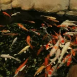 Chemical-Free Solutions