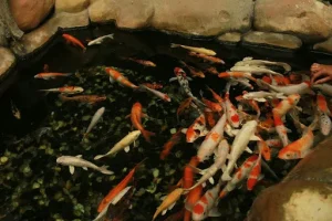 Chemical-Free Solutions