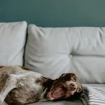 Soft And Supportive Chairs