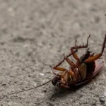 pests bring to commercial properties