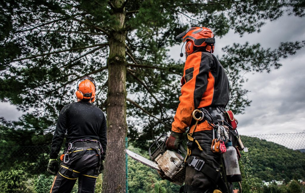 Expert Tree Care Services for Pruning, Removal, and Health
