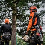 Expert Tree Care Services for Pruning, Removal, and Health
