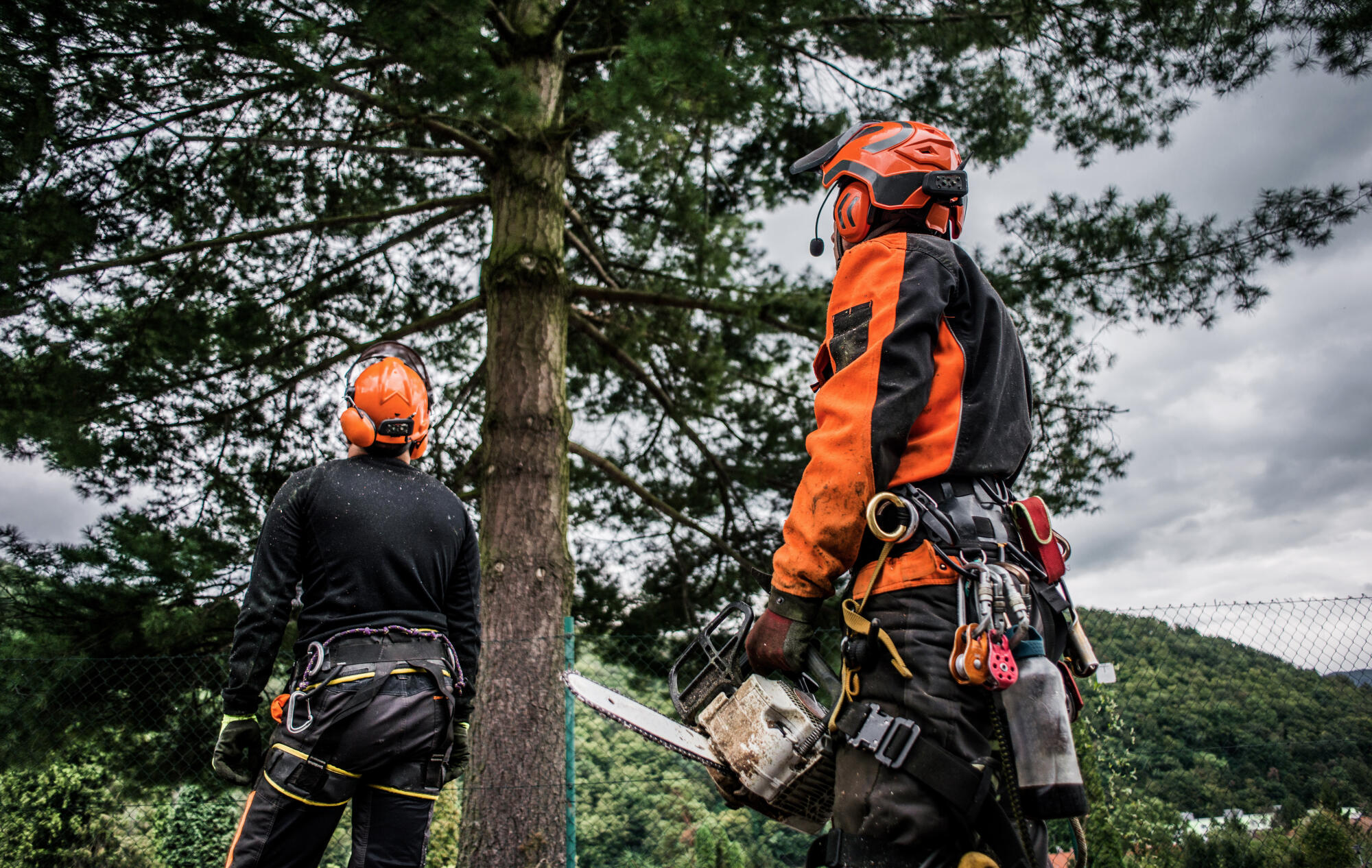 Expert Tree Care Services for Pruning, Removal, and Health