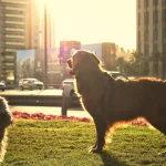 Standalone liability insurance