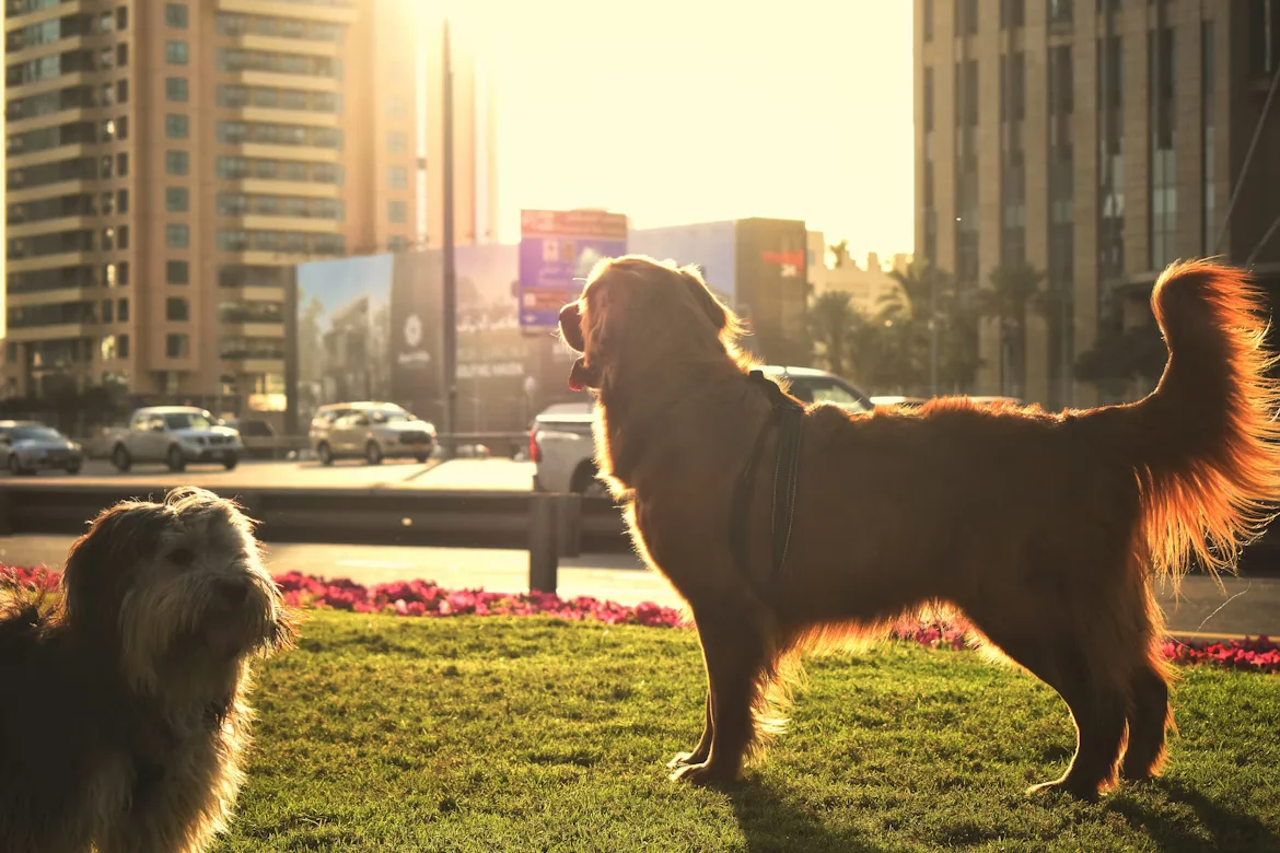 Standalone liability insurance