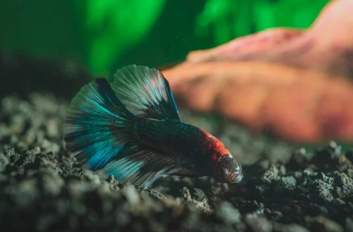 Betta Fish