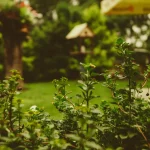 Backyard landscaping ideas