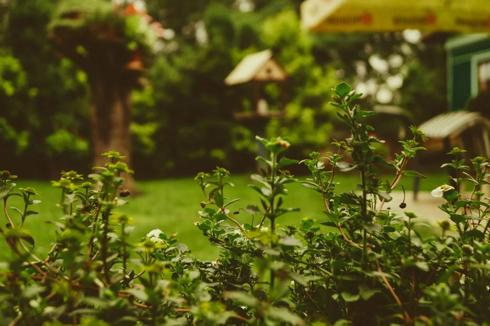 Backyard landscaping ideas