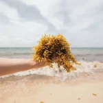 Jamaican sea moss