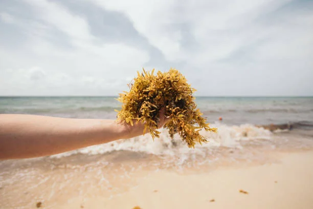 Jamaican sea moss