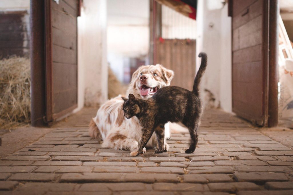 Urgent Pet Health Signs Requiring Fast First Aid Action