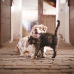 Urgent Pet Health Signs Requiring Fast First Aid Action