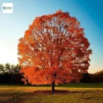 Red Maple Pruning Mistakes
