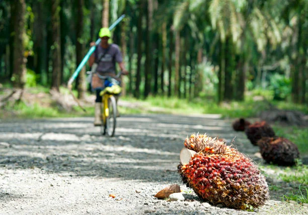 palm oil waste biomass energy conversion sustainable fuel source