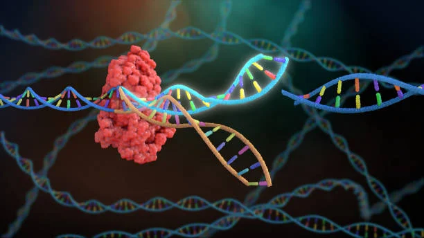 Scientist using CRISPR gene editing tool in laboratory for human genome modification