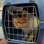 Animal Transport Services: A Complete Guide to Safe Pet Relocation