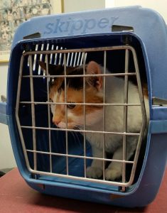 Animal Transport Services: A Complete Guide to Safe Pet Relocation