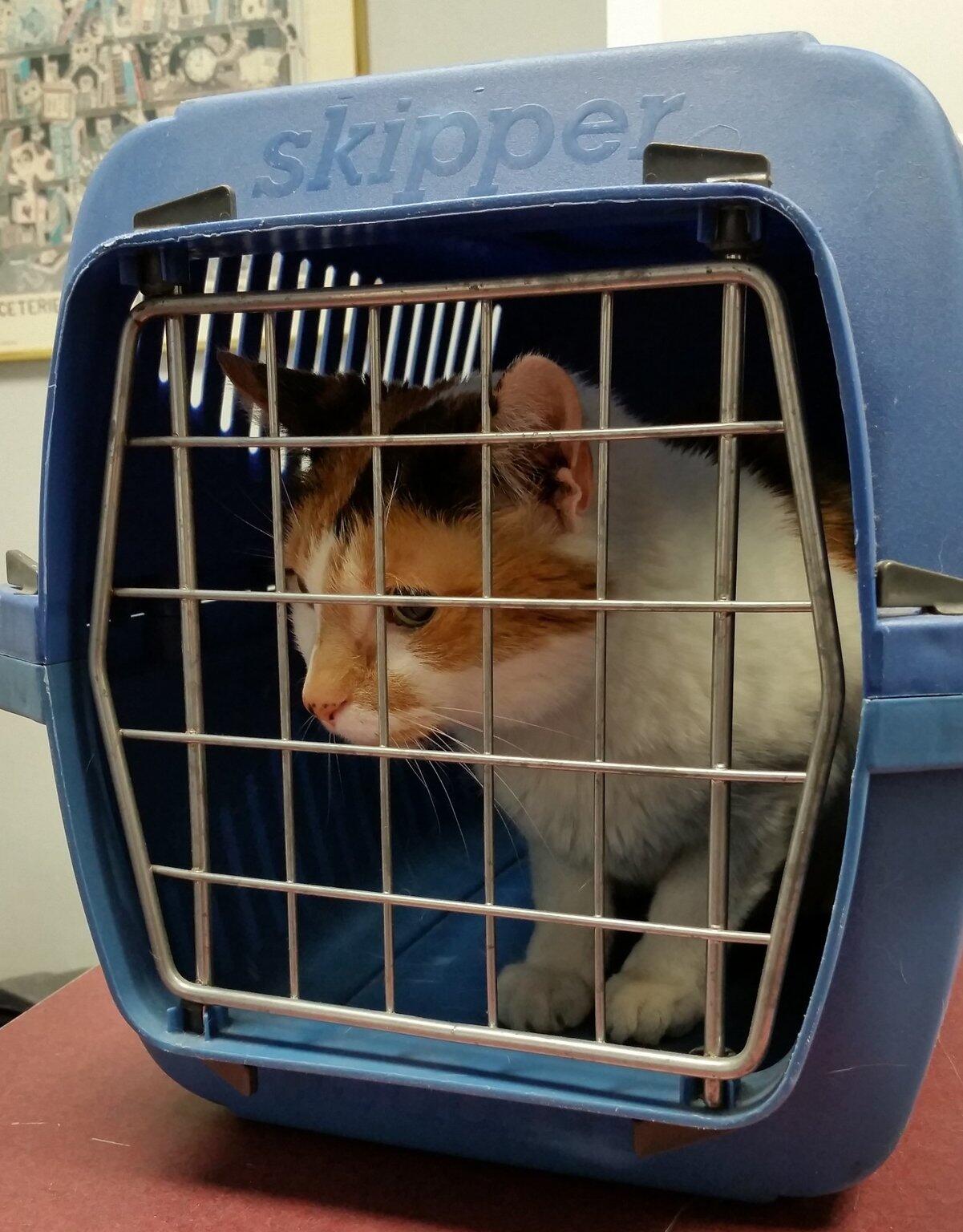 Animal Transport Services: A Complete Guide to Safe Pet Relocation