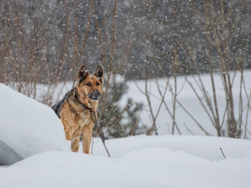 How to Keep a Dog House Warm in Winter?
