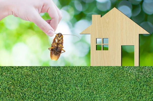 Pest Control Treatment